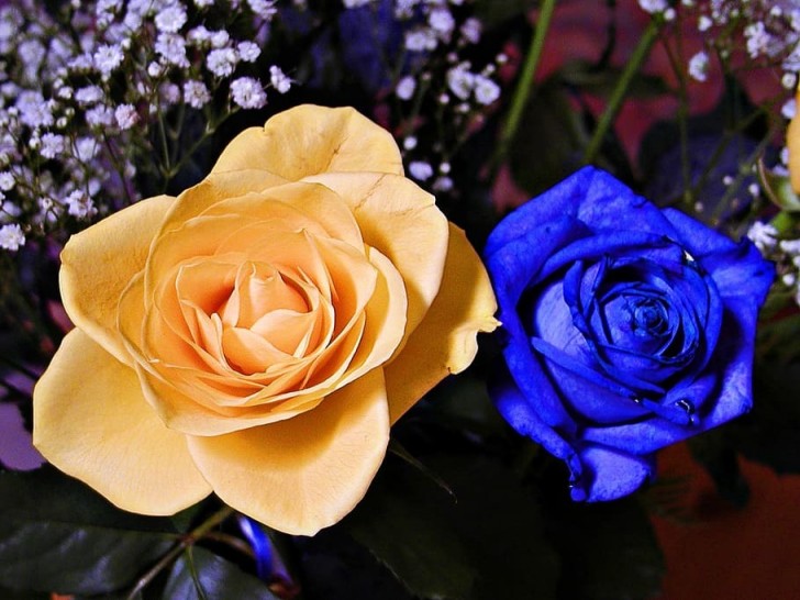 Rosa amarela ou azul