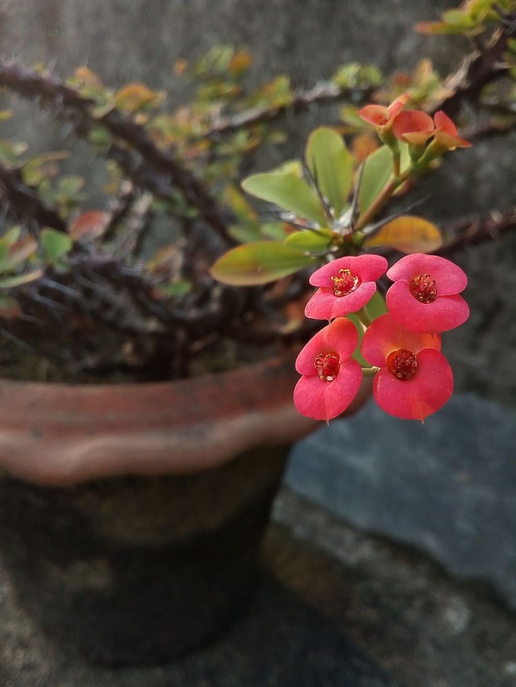 Como cultivar a Coroa de Cristo