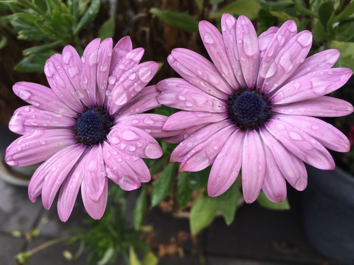 Planten bemesten met oog voor circulariteit