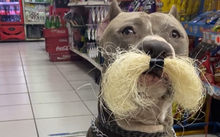 Aiuta i clienti a fare la spesa: la dolcezza del cane American Bully di un negozio