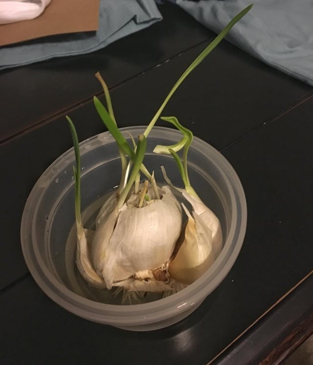 Come coltivare in acqua l'aglio