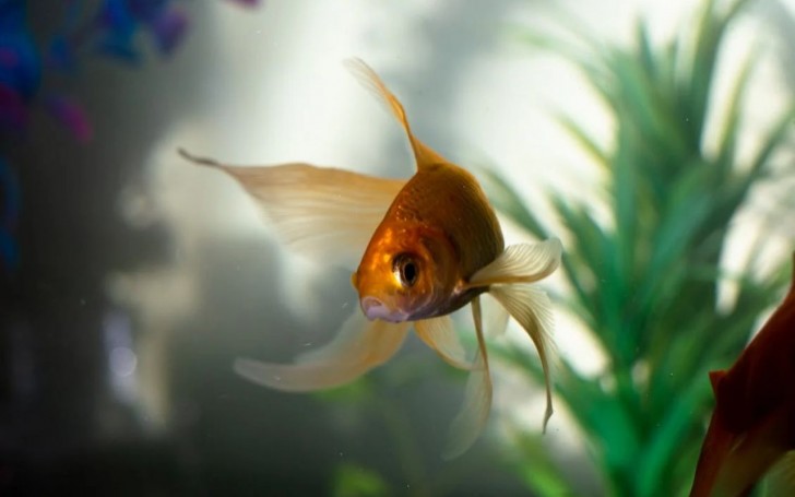 I pesci rossi possono riconoscere le persone?