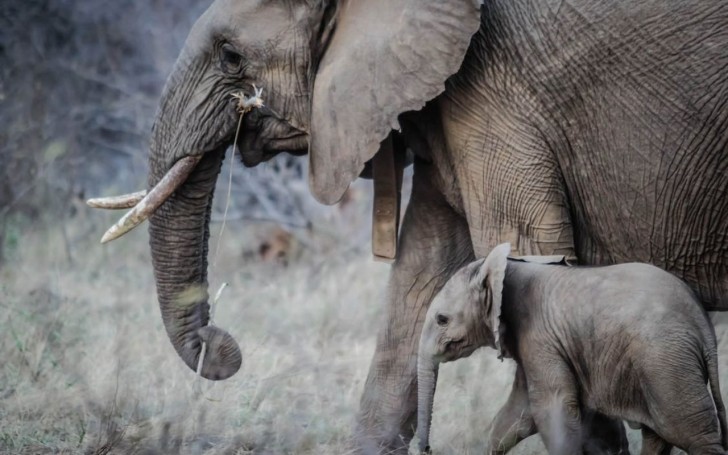 Di cosa hanno davvero paura gli elefanti?