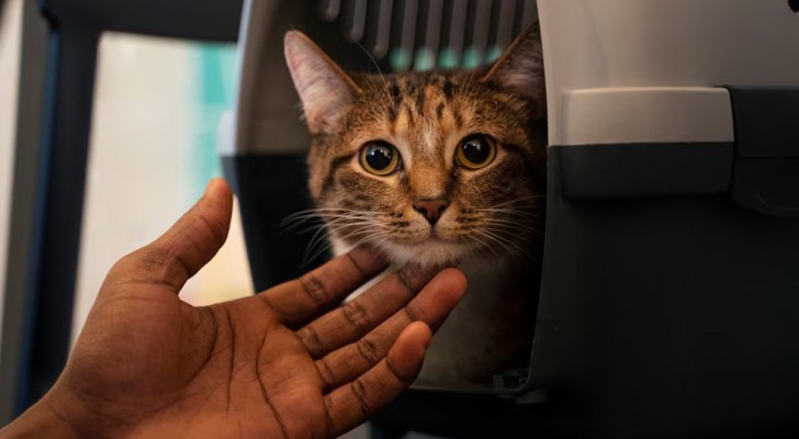 gatto trasportino
