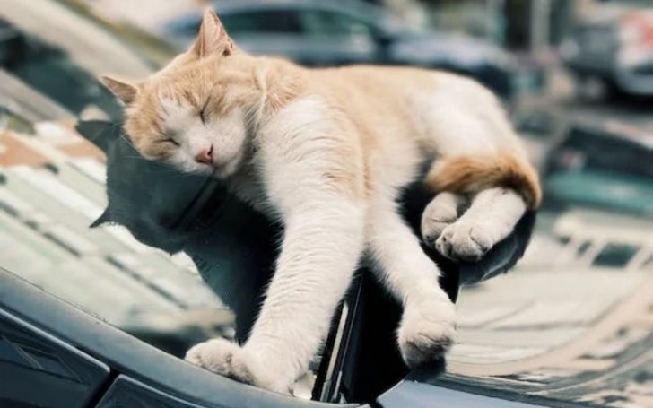 gatto che dorme