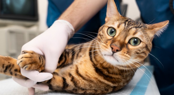 gatto in visita dal veterinario