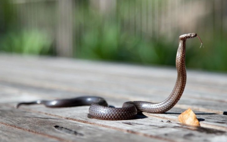 Uroboro nella natura: davvero il serpente si morde la coda?