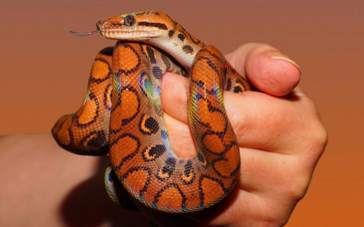 Un serpente si morde la coda solo in casi estremi: la tesi di un ricercatore