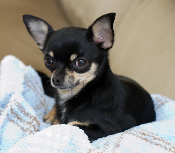5. Chihuahua