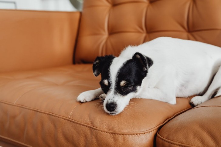 cane sul divano