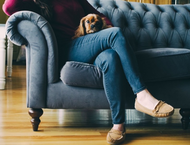 Cane su letto e divano: ecco i pro e i contro di questa diffusissima abitudine