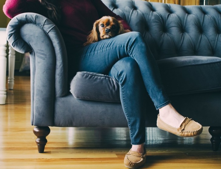 cane sul divano insieme alla propria padrona