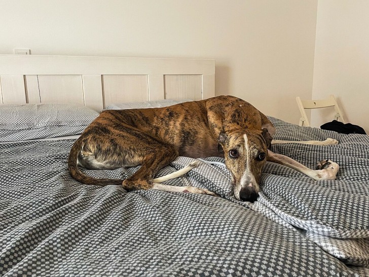 cane sul letto