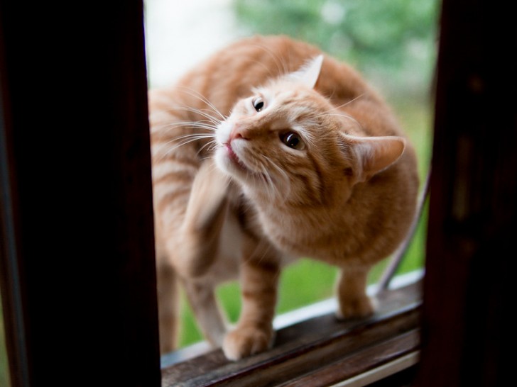 Cosa provoca la forfora nei nostri gatti?