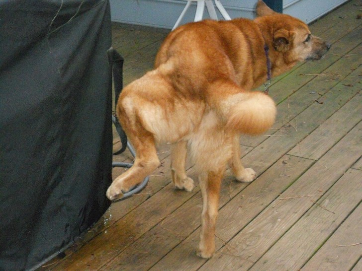 cane che fa pipì in casa
