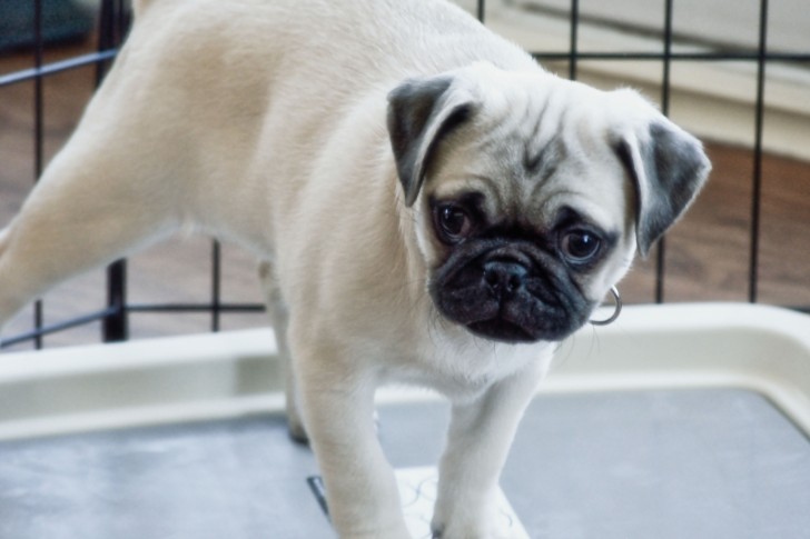 cane che fa pipì in casa