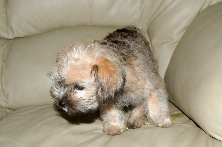 cane che fa pipì in casa sul divano