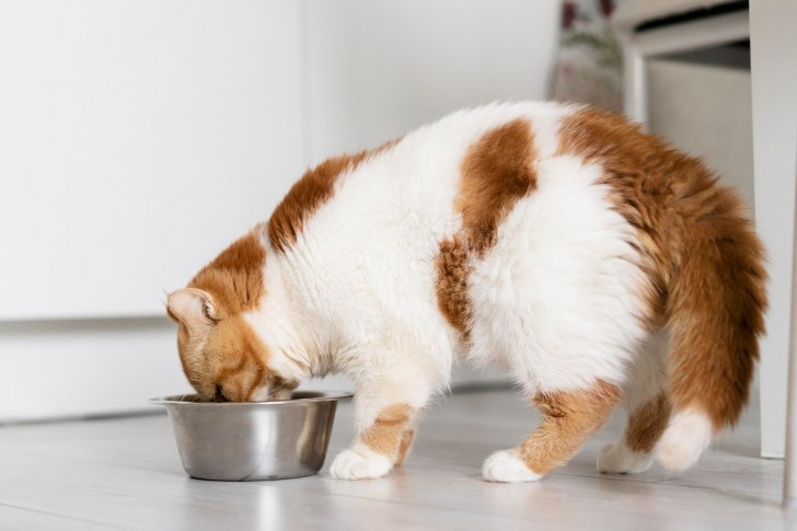 gatto che mangia