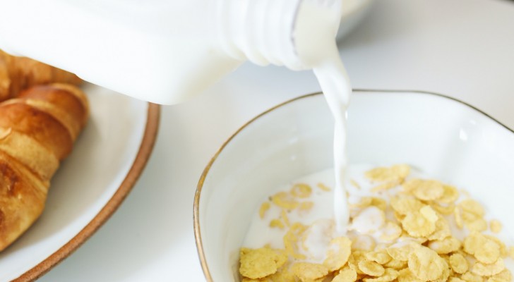 Vetenskapens definitiva svar om mjölk: ska vi dricka den?