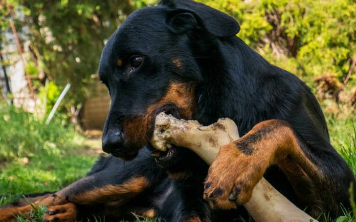 Se il cane mangia ossa cotte bisogna andare dal veterinario?
