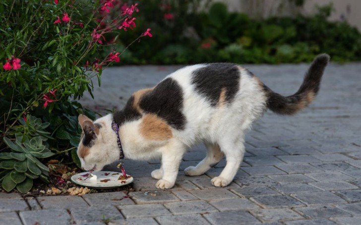 In che modo i gatti scelgono il cibo, e come stimolare il loro appetito