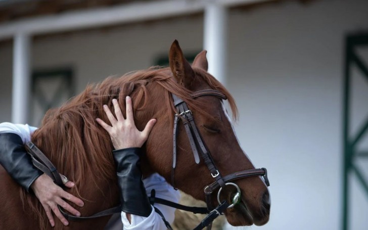 Come comunicare con i cavalli: l’arte di saper interpretare i nitriti