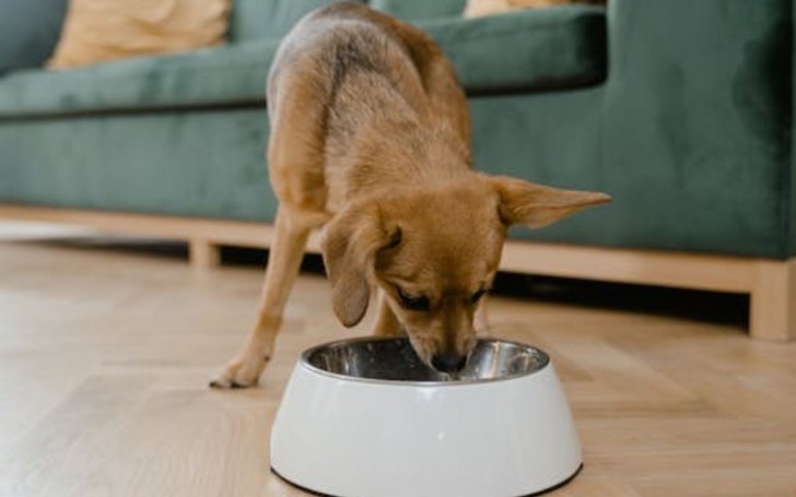 Quante proteine deve mangiare il tuo cane?