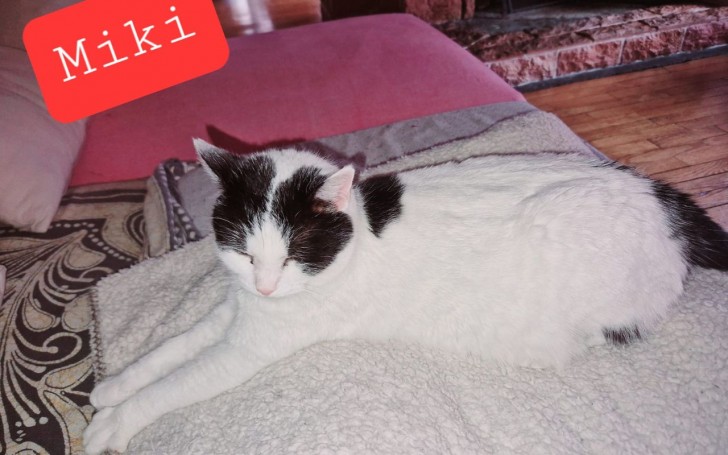 La storia di Miki, la gatta che tornò a casa dopo due anni dalla scomparsa