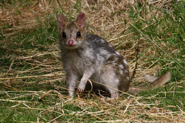 On croyait que le quoll à queue tachetée avait disparu d'Australie-Méridionale : "C'est incroyable".