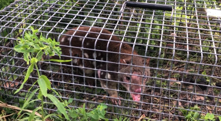 Cos'è il quoll e perché era creduto estinto da 130 anni?