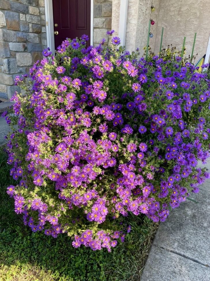 15. Aster del New England