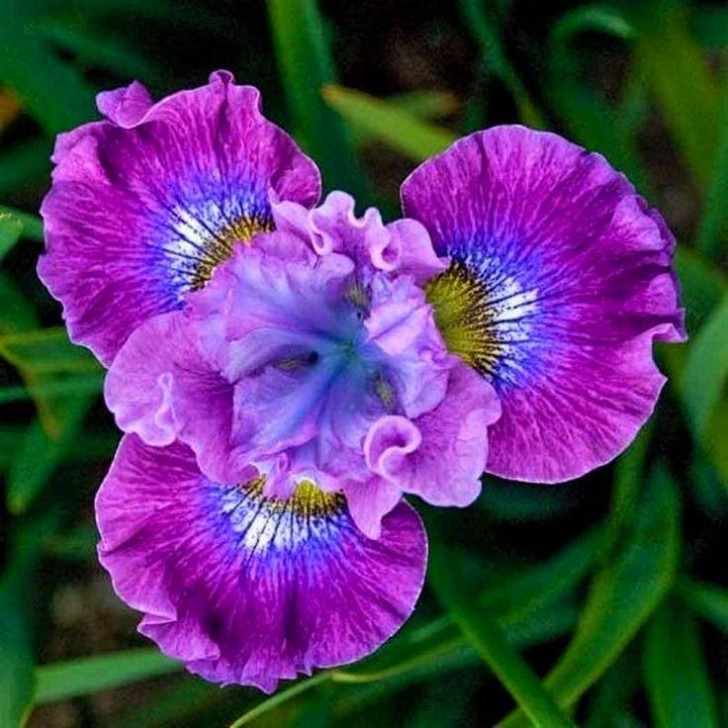 9. Iris siberiano