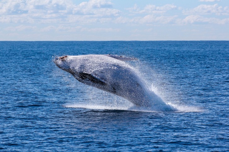 Chi sono le balene, questi possenti mammiferi marini?