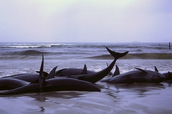 Baleines échouées : quelles sont les causes ?