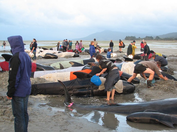De redenen die verband houden met de stranding van walvissen