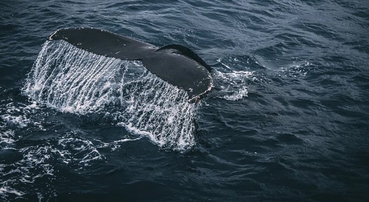 Que se passe-t-il après l'échouage d'une baleine et que faire si vous le remarquez ?