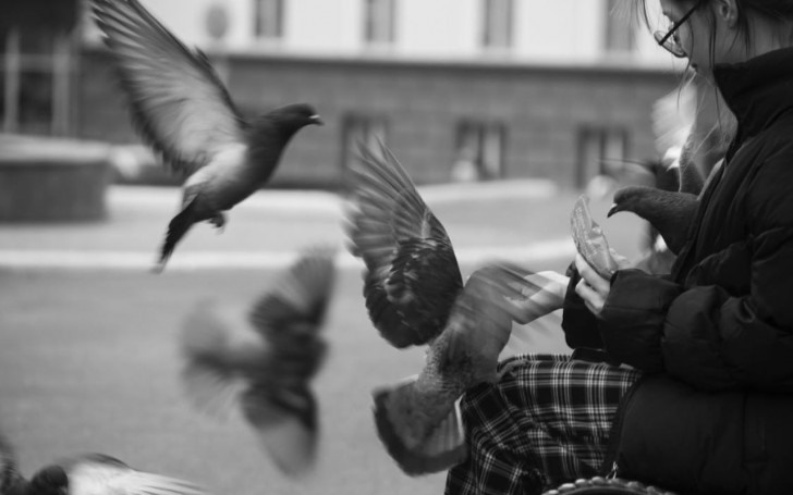 Varför bör vi inte ge brödsmulor till fåglar