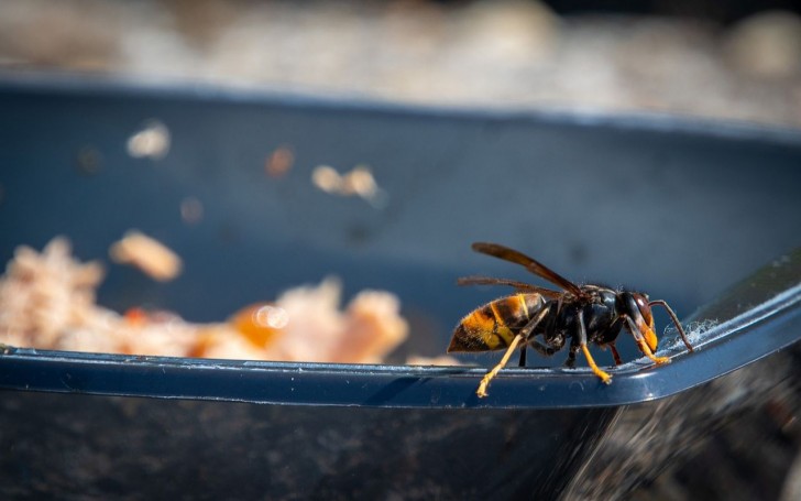 Uitheemse en gevaarlijke soorten voor bijen: hoe gedraagt ​​de Aziatische hoornaar zich?
