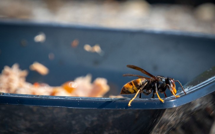 Specie aliena e pericolosa per le api: come si comporta il calabrone asiatico?