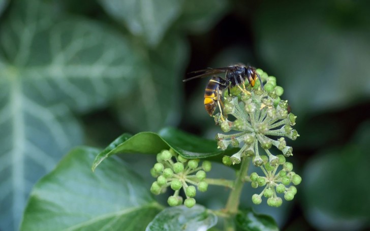 Perché non bisogna schiacciare un calabrone asiatico?