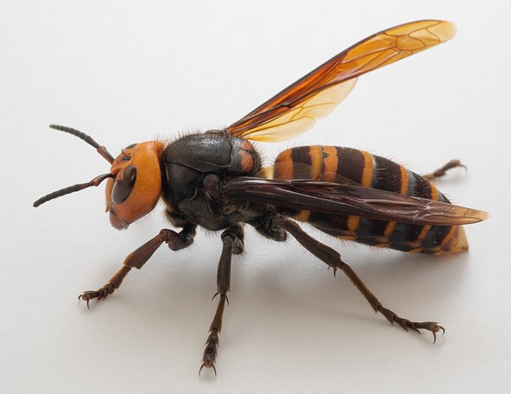 Wat te doen bij een steek van een Aziatische hoornaar?