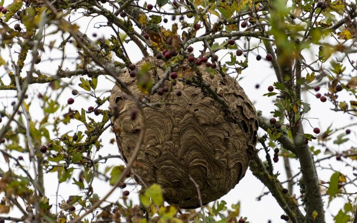Wat als er een nest Aziatische hoornaars is?