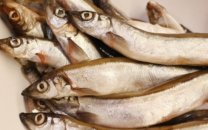 Pourquoi les poissons sentent mauvais : les responsables de la mauvaise odeur