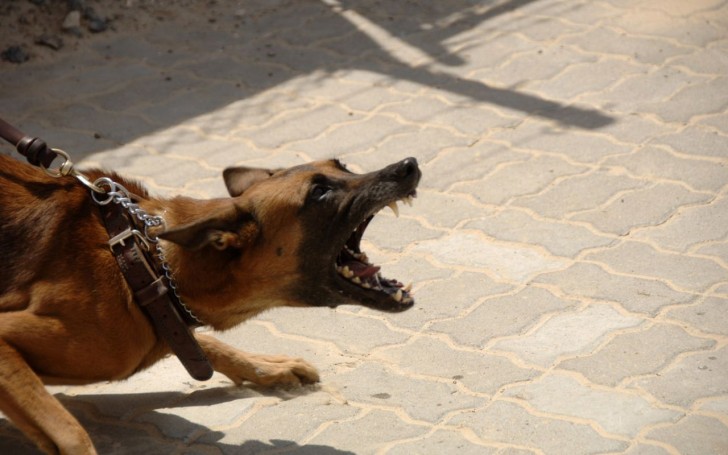 Addestramento coercitivo dei cani: un approccio superato