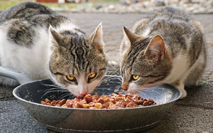 Si può dare solo il cibo umido al gatto?