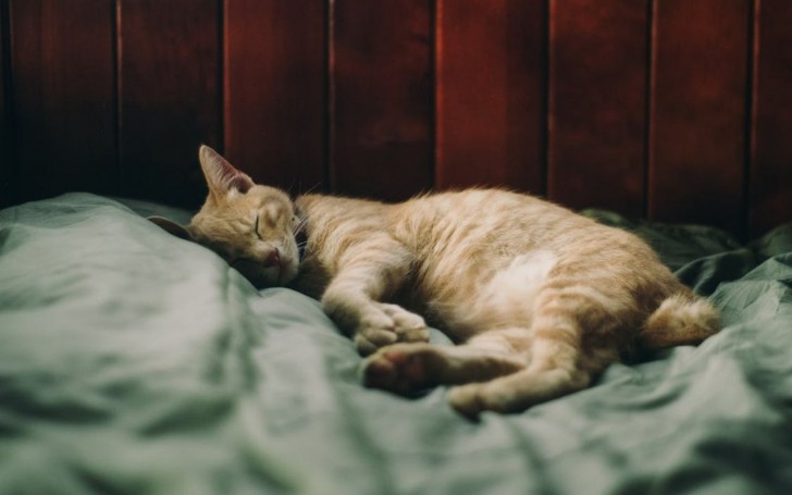 Come riuscire a far dormire il gatto di notte?