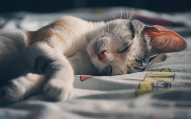 Come abituare il gatto a dormire di notte?