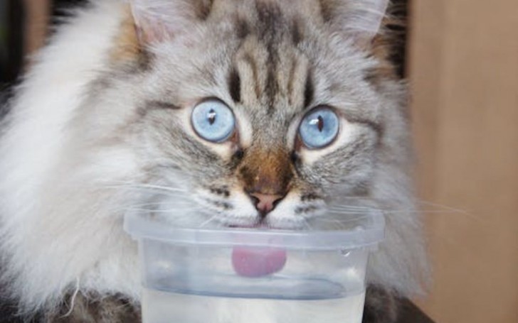 Come capire se il gatto è disidratato?