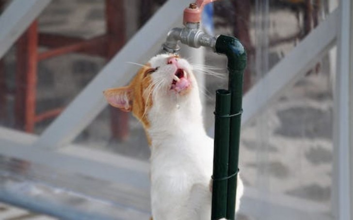 Come idratare il gatto in modo efficace?