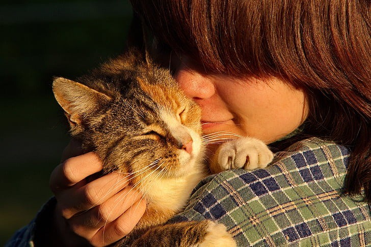 Il gatto riesce a percepire le emozioni provate dall'uomo?